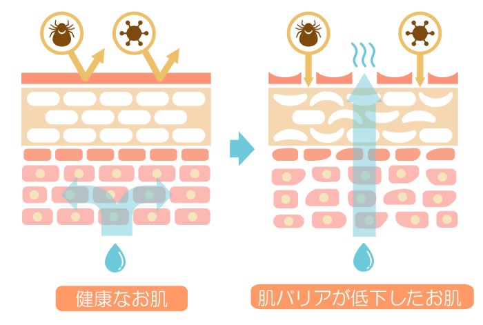 洗顔によってバリア機能が低下すると水分が失われ、外的刺激を受けやすくなります。